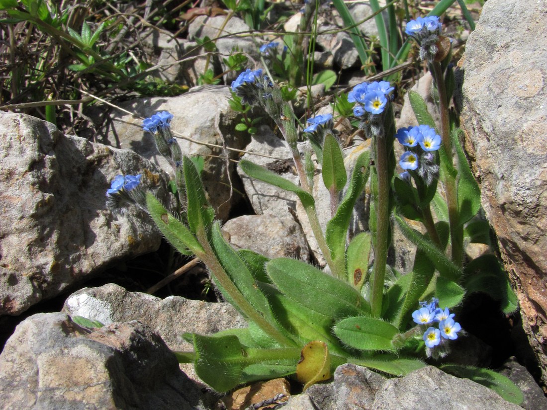 Image of Myosotis incrassata specimen.