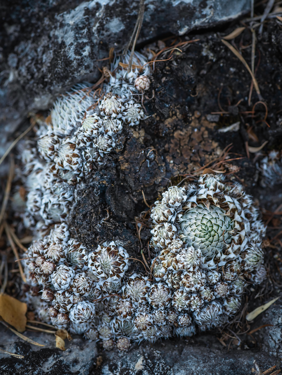 Изображение особи Orostachys spinosa.