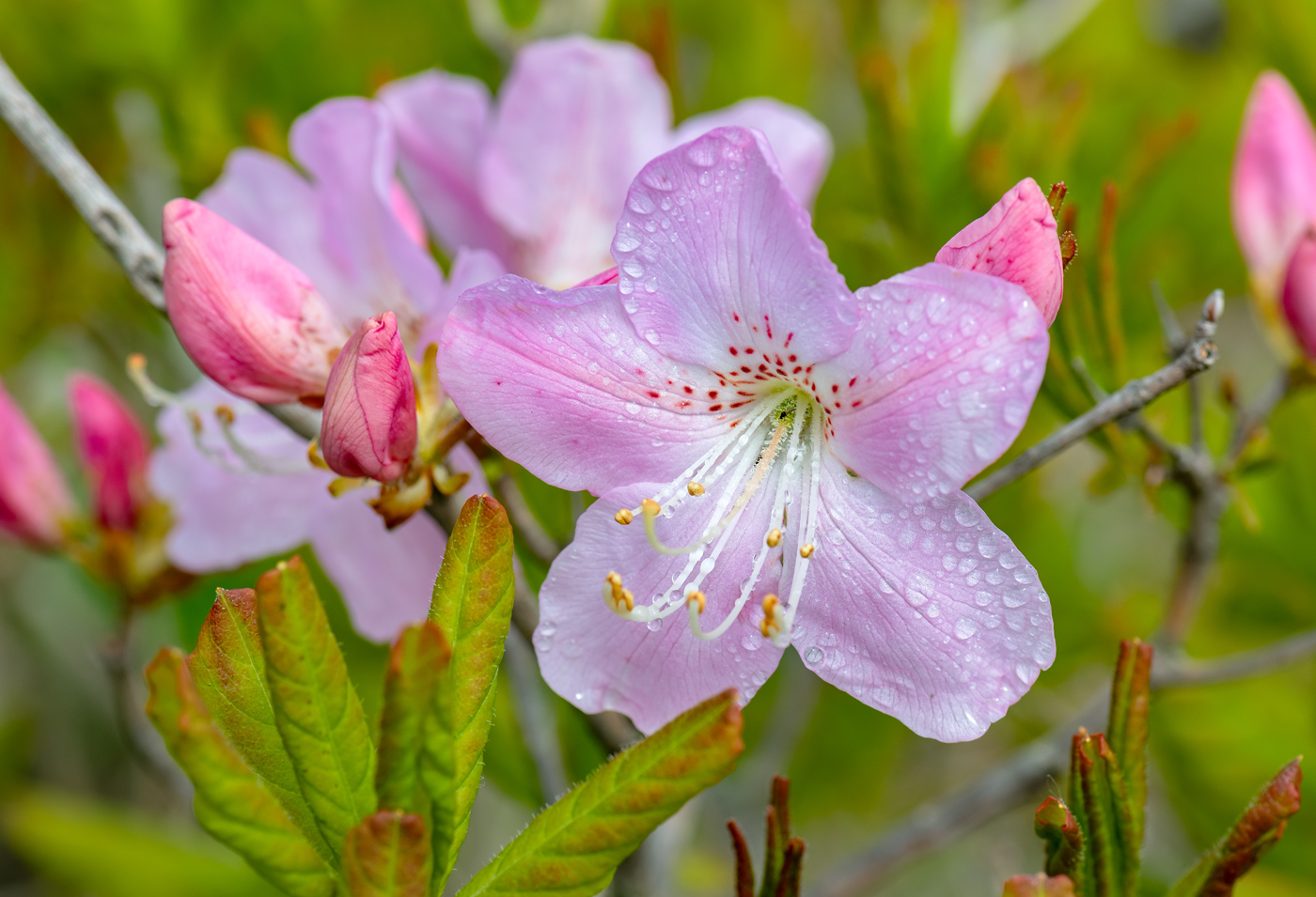 Изображение особи Rhododendron schlippenbachii.
