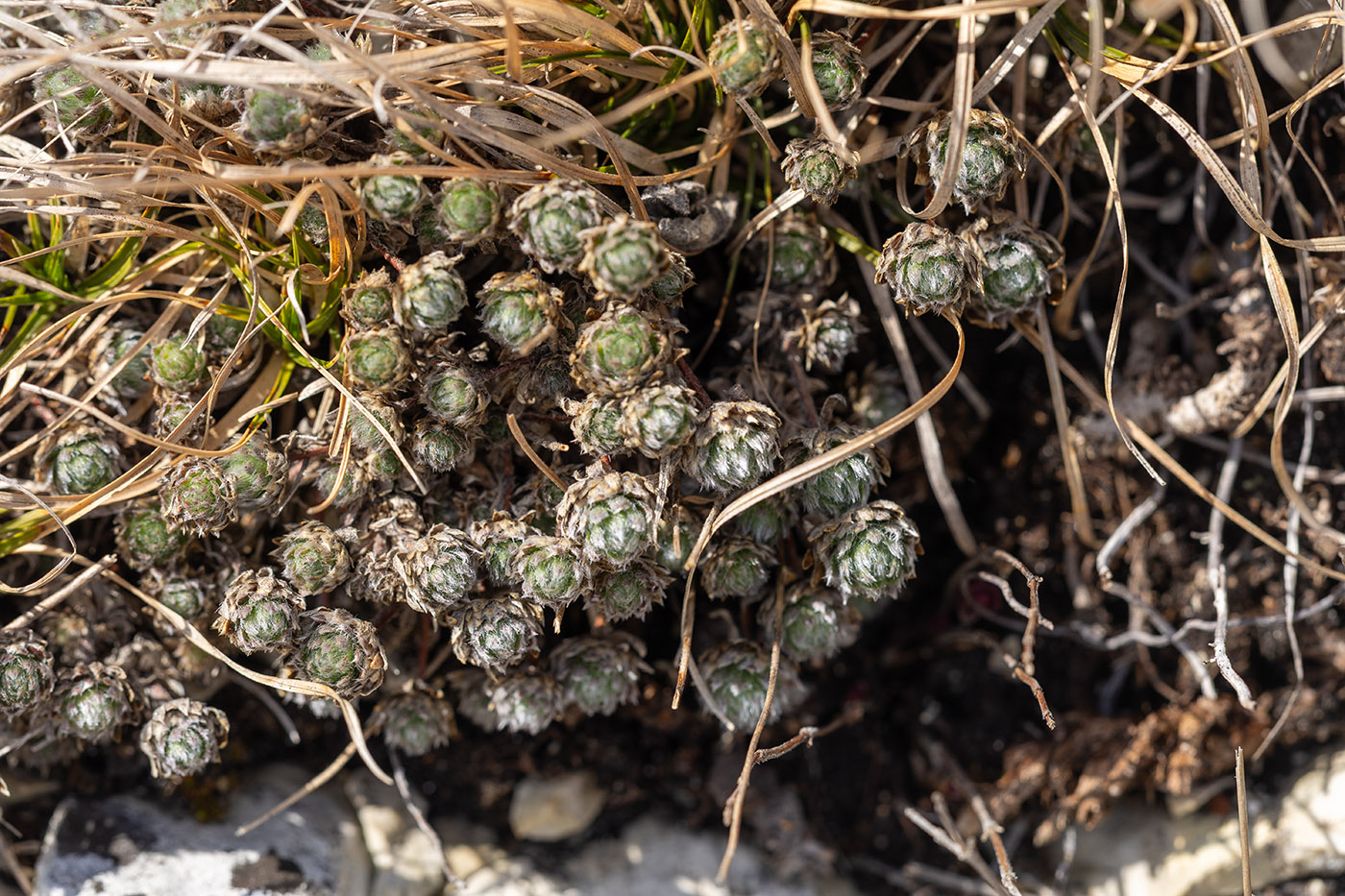 Image of Unknown species specimen.