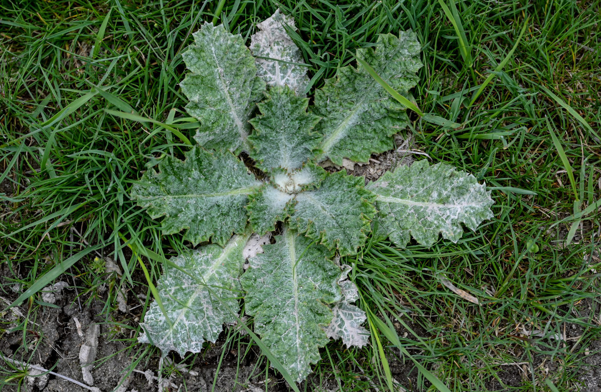 Изображение особи Onopordum acanthium.