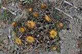 Carlina hispanica