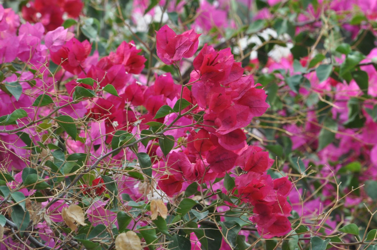 Изображение особи род Bougainvillea.