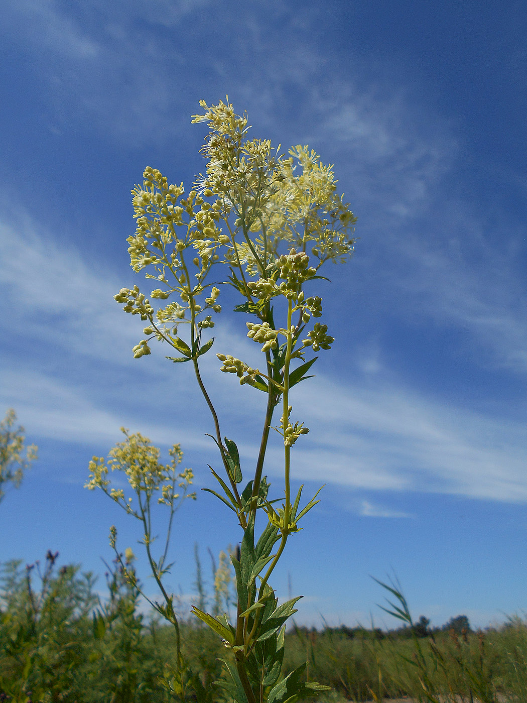 Изображение особи Thalictrum flavum.