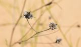 Centaurea arenaria
