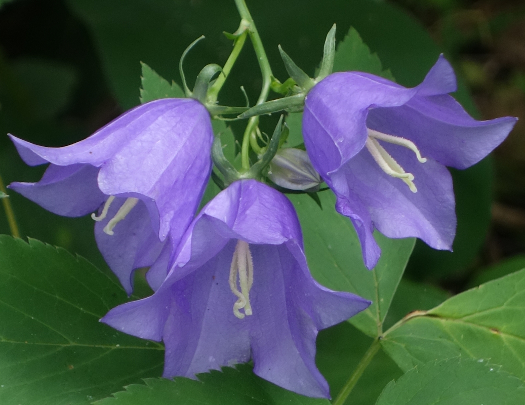 Image of Campanula persicifolia specimen.