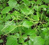 unknown species. Цветущие растения. Приморский край, Уссурийский гор. округ, Уссурийский з-к., долинный лес. 12.07.2026.