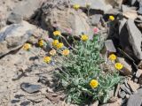 Erigeron cabulicus