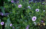 Osteospermum fruticosum
