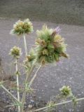 Cirsium congestum. Верхушка растения с соцветиями. Северный Иран, горный массив Эльбурс, высота 3000 м. Начало августа 2005 г.