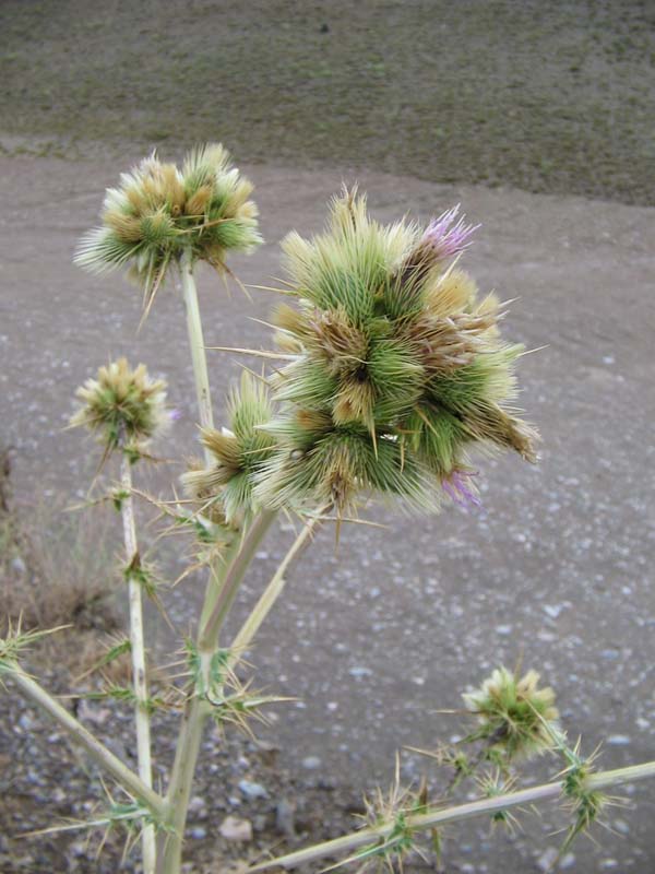 Изображение особи Cirsium congestum.