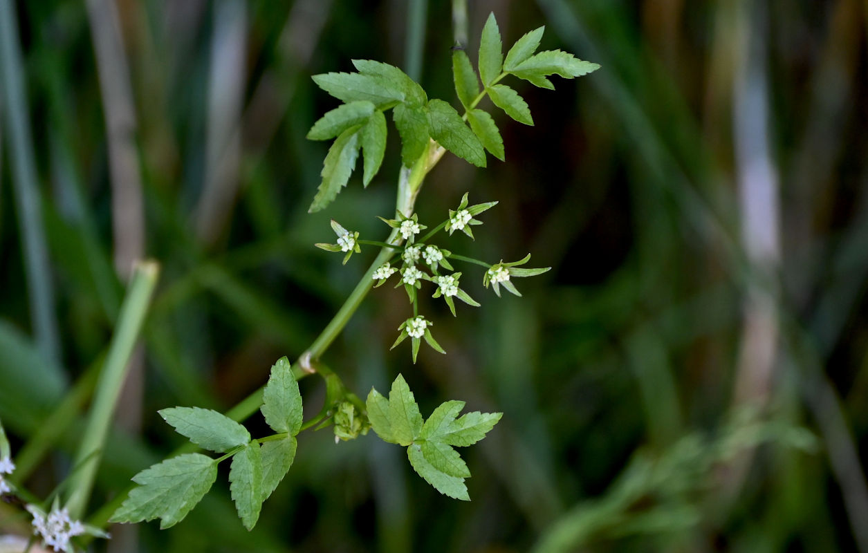 Изображение особи Apium nodiflorum.