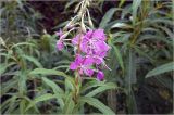 Chamaenerion angustifolium