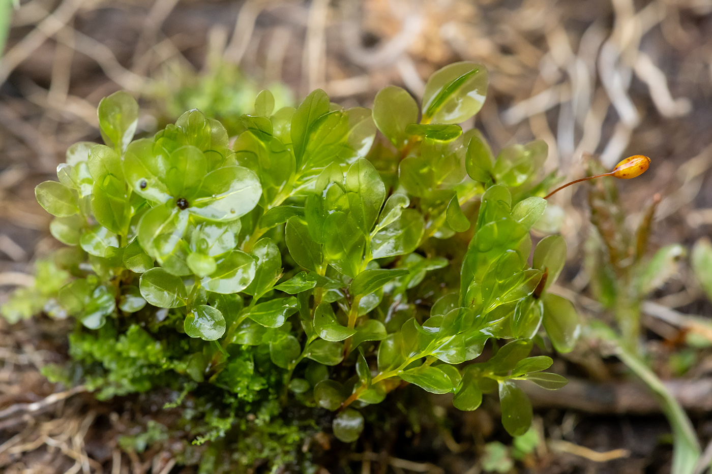 Изображение особи Rhizomnium punctatum.