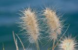 Смотреть изображение Pennisetum villosum