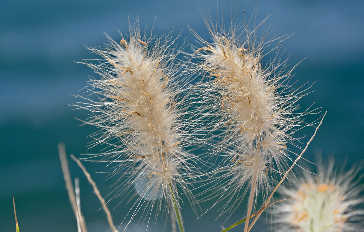 Изображение особи Pennisetum villosum.