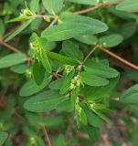 род Euphorbia
