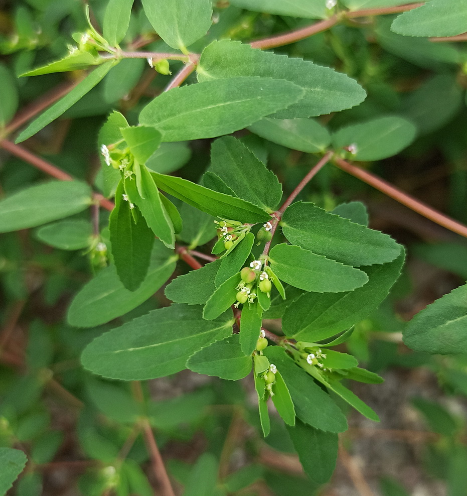 Image of genus Euphorbia specimen.