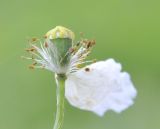 Papaver