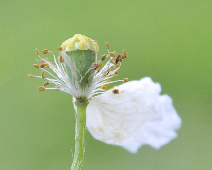 Изображение особи род Papaver.