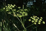 Heracleum sibiricum. Верхушка растения с соцветиями с жуками и соплодием с незрелыми плодами (в центре). Беларусь, Витебская обл., окр. дер. Местечко, мыс на побережье оз. Езерище, разнотравно-злаковый суходольный луг. 18.07.2026.