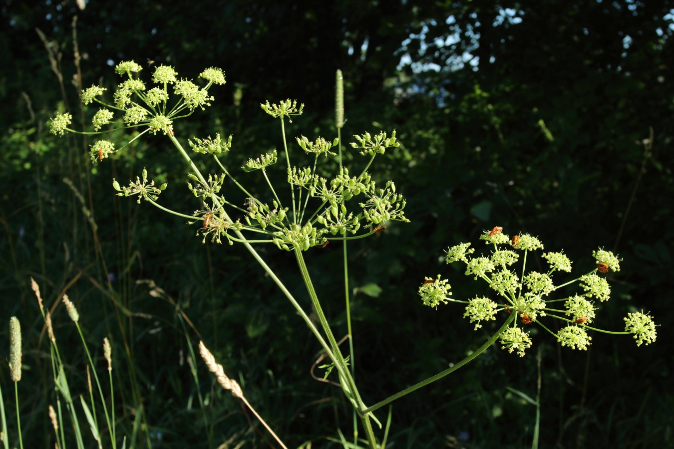 Image of Heracleum sibiricum specimen.