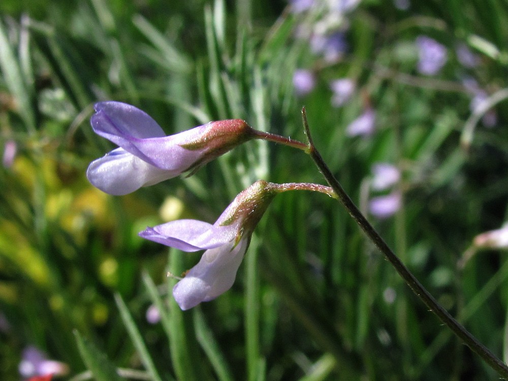 Image of Vicia tenuissima specimen.