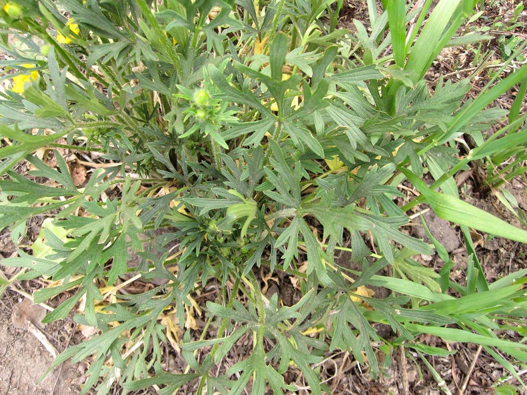 Image of Ranunculus polyanthemos specimen.