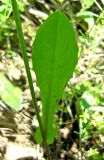 Zacintha verrucosa. Лист. Южный Берег Крыма, гора Кастель. 23.05.2011.