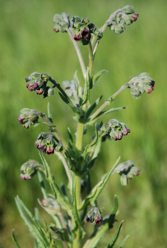 Изображение особи Cynoglossum officinale.