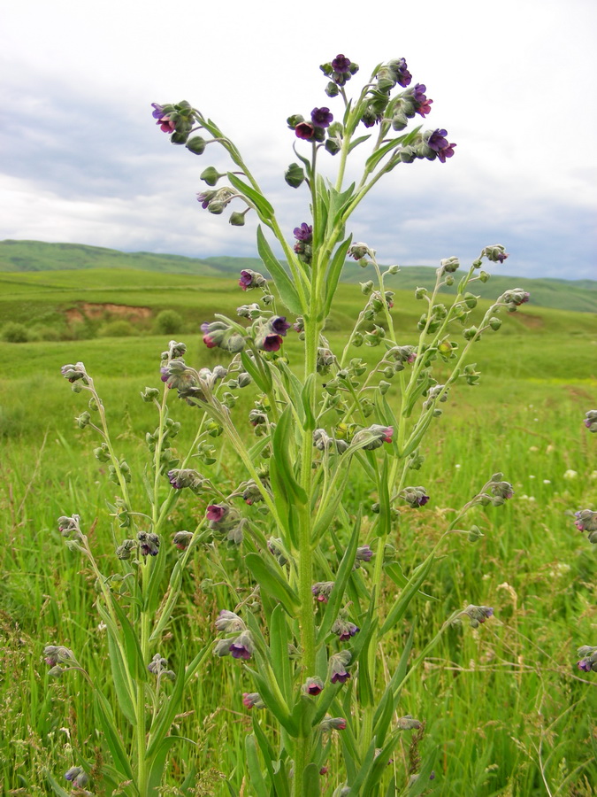 Изображение особи Cynoglossum officinale.