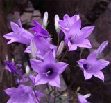 Campanula hohenackeri