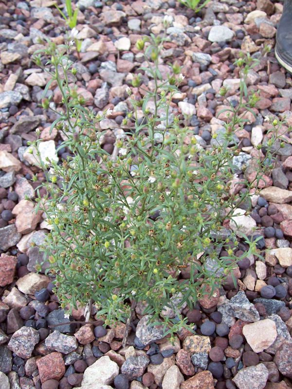 Image of Chaenorhinum minus specimen.