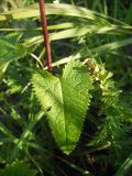 Phlomoides tuberosa. Нижний лист. Новосибирская обл., Искитимский р-н, окр. пгт Линёво, степная балка \"Титов Лог\", сырой луг. 14 августа 2011 г.