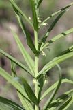 Polygonatum sewerzowii. Часть побега с распускающимися цветками. Таджикистан, склоны гор Рангон, высота ~1300 м. н.у.м. 13.04.2011.