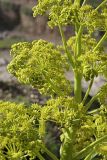 Ferula tadshikorum