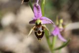 Ophrys oestrifera