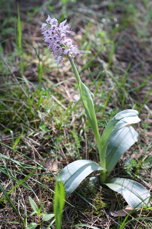 Изображение особи Orchis simia.