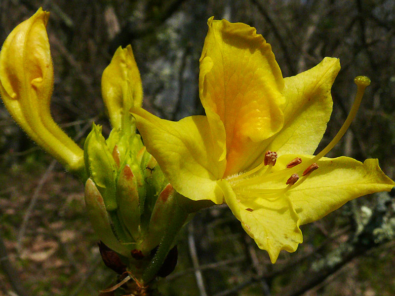 Image of Rhododendron luteum specimen.