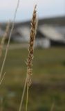 Calamagrostis neglecta. Соплодие. Мурманская обл., Восточный Мурман, окр. пос. Дальние Зеленцы, берег Дальнезеленецкой бухты. 03.08.2010.