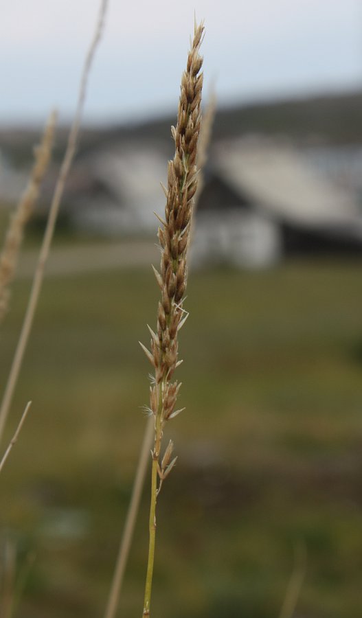 Изображение особи Calamagrostis neglecta.