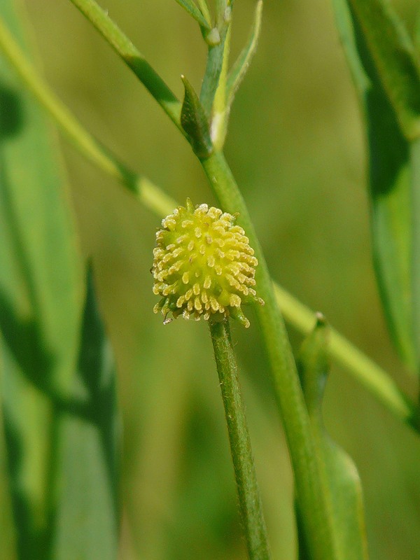 Image of Ranunculus sceleratus specimen.