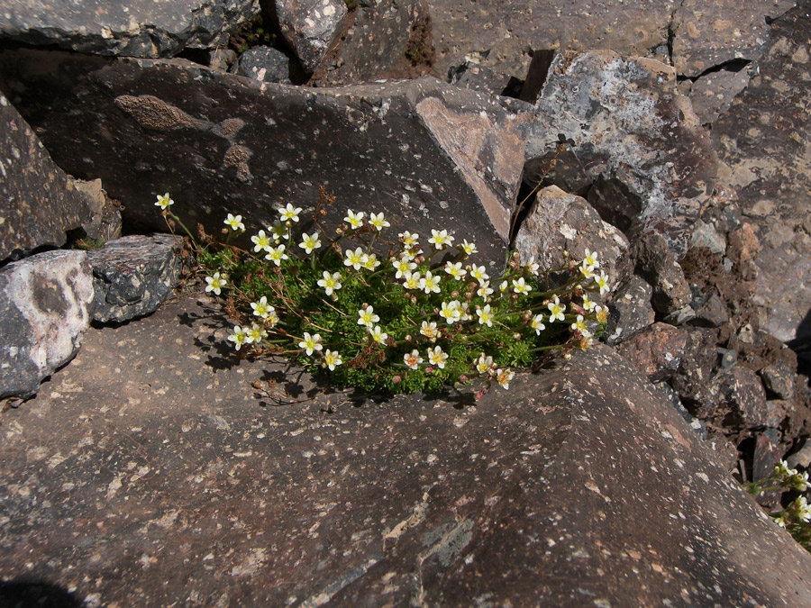 Image of Saxifraga adenophora specimen.