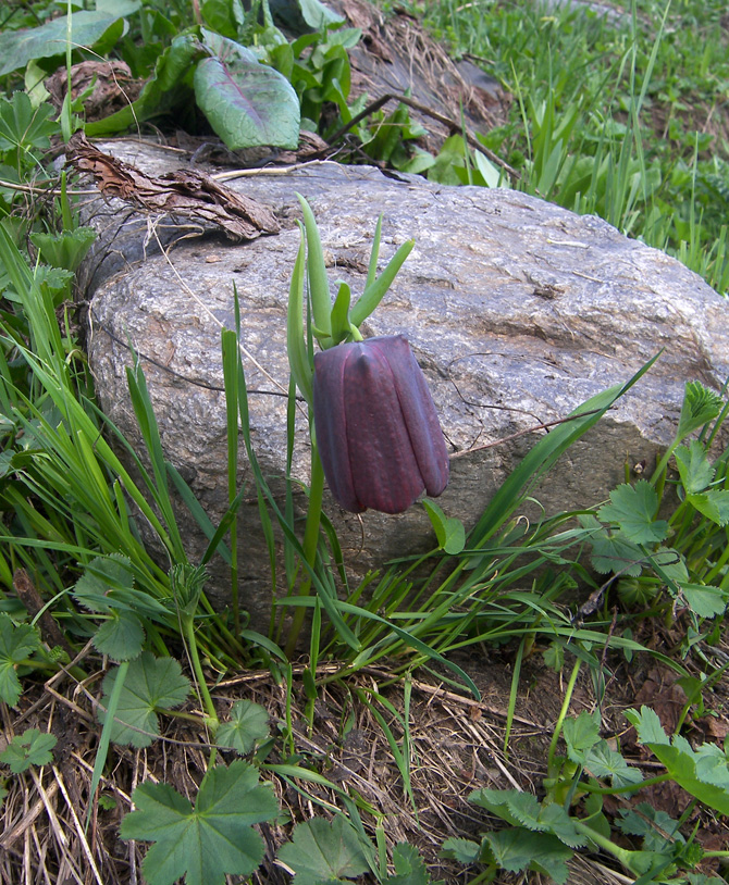 Image of Fritillaria latifolia specimen.