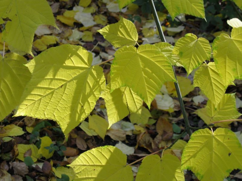 Image of Acer tegmentosum specimen.
