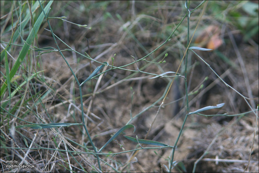 Image of Bupleurum tenuissimum specimen.