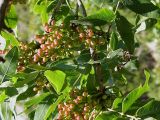Pistacia mutica. Ветвь с незрелыми плодами. Крым, ландшафтный заказник \"Мыс Айя\". Июнь 2004 г.