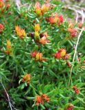 Rhodiola quadrifida. Верхушки побегов с плодами. Забайкалье, хребет Кодар. 26.07.2007.