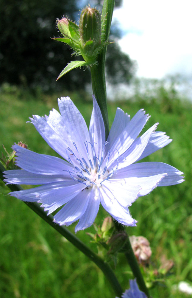 Изображение особи Cichorium intybus.