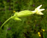 Melandrium latifolium